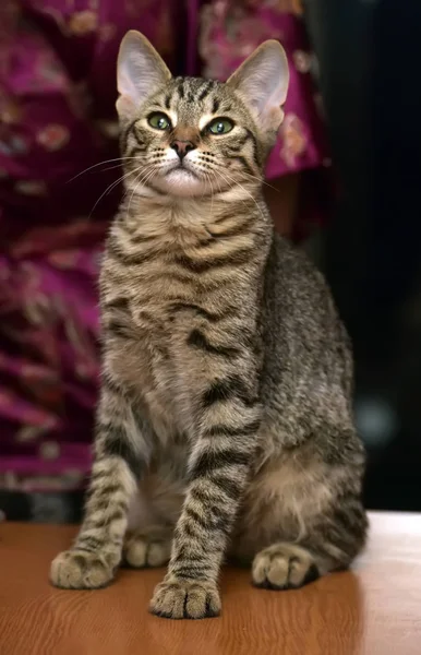 Joven rayas juguetón gato — Foto de Stock
