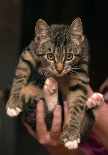 Молодая полосатая игривая кошка — стоковое фото