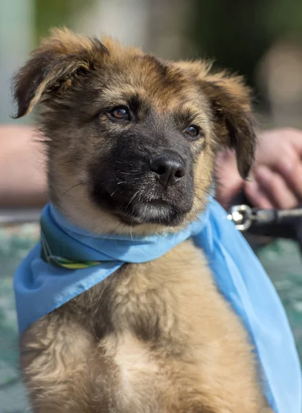 Brown mongrel puppy with a blue shawl on his neck sitting on a b — Stock Photo, Image