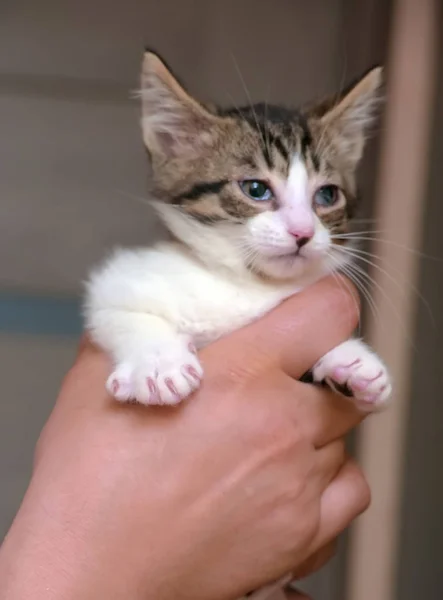 Listrado com pequeno gatinho branco nas mãos — Fotografia de Stock