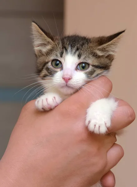 Striped with white little kitten in hands — Stock Photo, Image