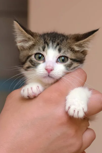 Смугастий з білим маленьким кошеням в руках — стокове фото