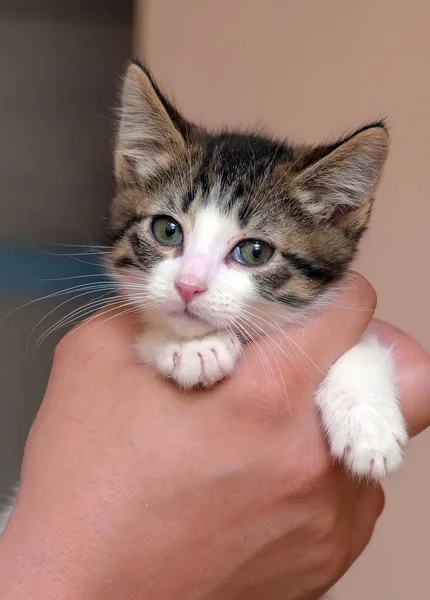 Listrado com pequeno gatinho branco nas mãos — Fotografia de Stock