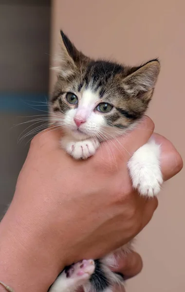 Csíkos, fehér kis cica a kezében — Stock Fotó