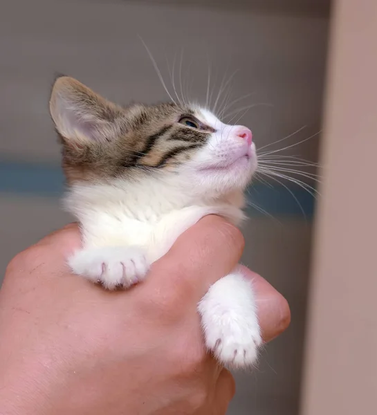 Gestreept met witte kleine kitten in handen — Stockfoto