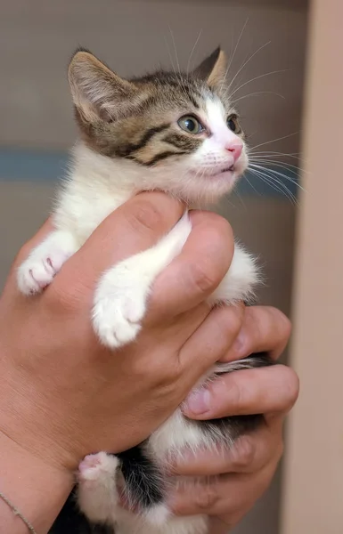 Listrado com pequeno gatinho branco nas mãos — Fotografia de Stock