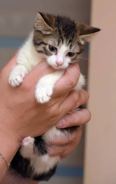Striped with white little kitten in hands — Stock Photo, Image