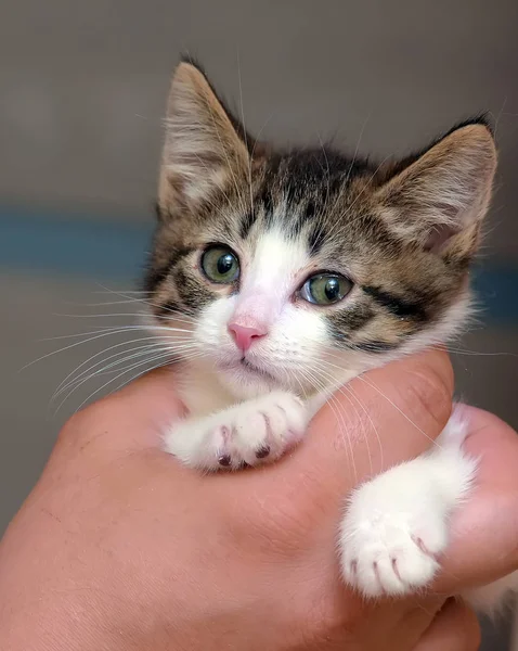 Randig med vit liten kattunge i händerna — Stockfoto