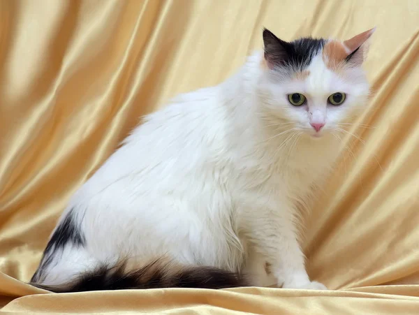 Gato de três cores fofo com uma cauda fofa — Fotografia de Stock