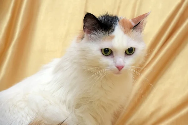 Χνουδωτή 3-χρωματιστή γάτα με μια χνουδωτή ουρά — Φωτογραφία Αρχείου