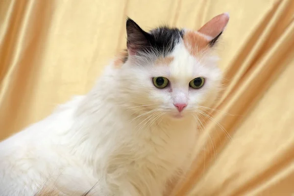 Пухнаста триколірна кішка з пухнастим хвостом — стокове фото