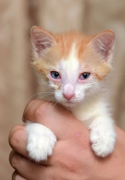 그의 손에 아픈 눈을 가진 흰색 새끼 고양이와 빨간 머리 — 스톡 사진