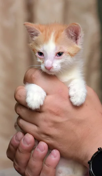 Pelirrojo con un gatito blanco con los ojos doloridos en las manos —  Fotos de Stock