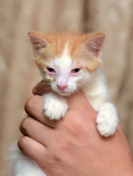 Red-haired with a white kitten with sore eyes in his hands — Stock Photo, Image