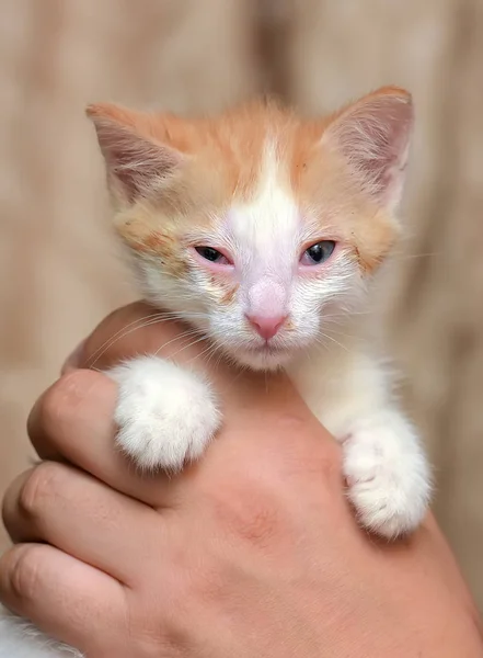 Elinde boğaz gözleri ile beyaz bir kedi yavrusu ile kızıl saçlı — Stok fotoğraf