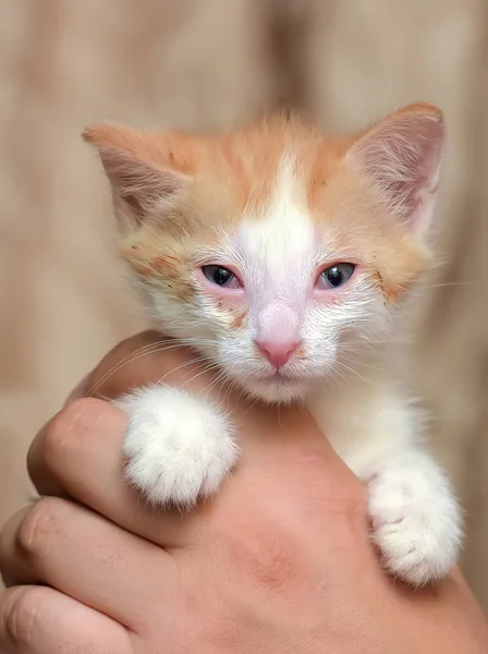 Dai capelli rossi con un gattino bianco con gli occhi doloranti nelle mani — Foto Stock