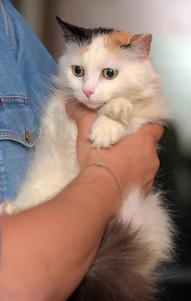 Tricolor bolyhos macska a kezében — Stock Fotó