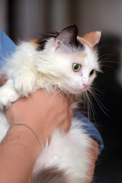 Tricolor puszysty kot w rękach — Zdjęcie stockowe