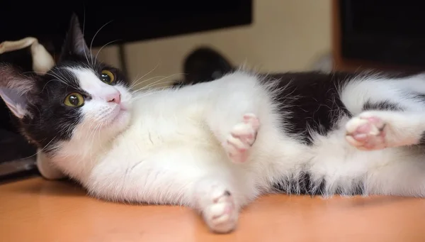 Preto com branco jovem gato encontra-se em seu lado — Fotografia de Stock