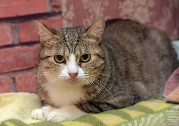 Rayé avec chat européen blanc à poil court — Photo