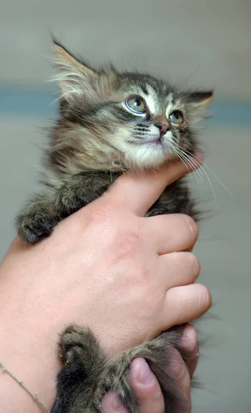 Szibériai cica a kezében — Stock Fotó