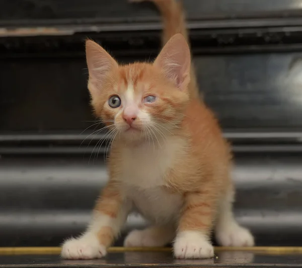 Ginger kitten with a sore eye against a dark background — Stock Photo, Image