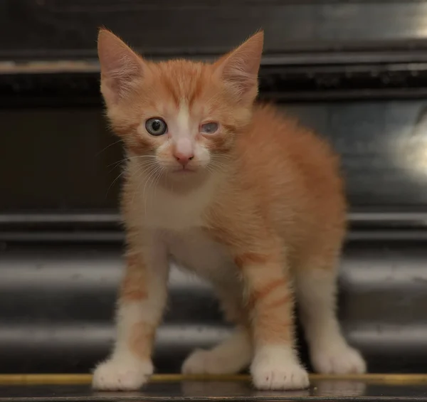 Gember kitten met een pijnlijk oog tegen een donkere achtergrond — Stockfoto