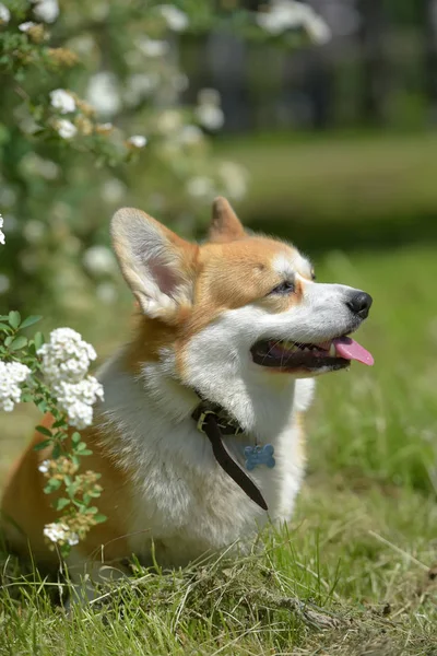 Çiçekli bir çalı kırmızı ve beyaz corgi — Stok fotoğraf