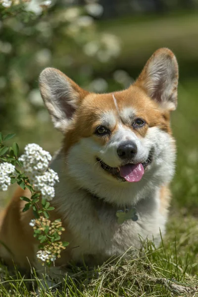 Czerwone i białe Corgi na krzew kwitnienia — Zdjęcie stockowe