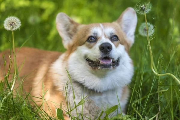 Yeşil çim bir arka plan üzerinde beyaz corgi ile kırmızı saçlı — Stok fotoğraf