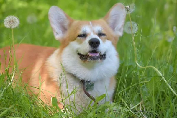 Ruivo com corgi branco em um fundo de grama verde — Fotografia de Stock