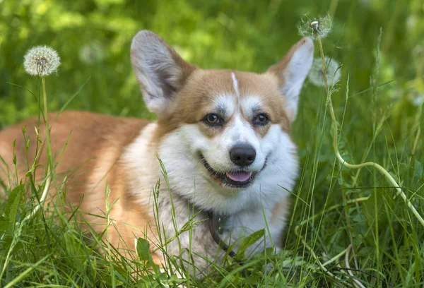 Rudowłosy z białym Corgi na tle zielonej trawy — Zdjęcie stockowe