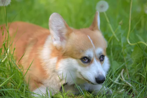 Rudowłosy z białym Corgi na tle zielonej trawy — Zdjęcie stockowe