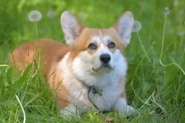 Ruivo com corgi branco em um fundo de grama verde — Fotografia de Stock