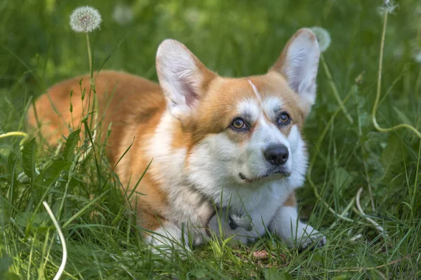 Yeşil çim bir arka plan üzerinde beyaz corgi ile kırmızı saçlı — Stok fotoğraf