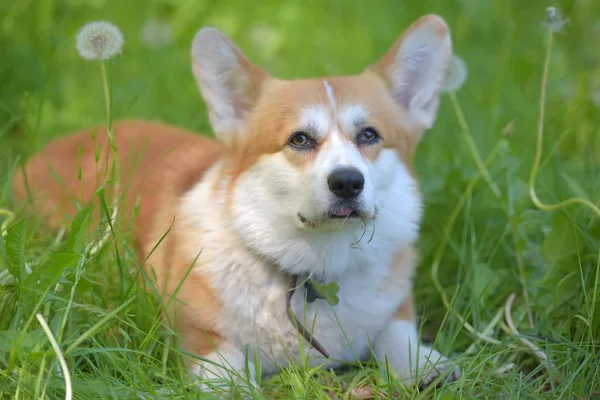 Ruivo com corgi branco em um fundo de grama verde — Fotografia de Stock