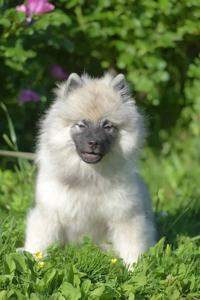 Keeshond wolfspitz štěňátko šťastné v létě — Stock fotografie