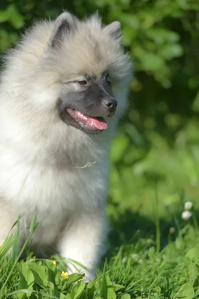 Keeshond wolfspitz puppy happy in summer — Stock Photo, Image