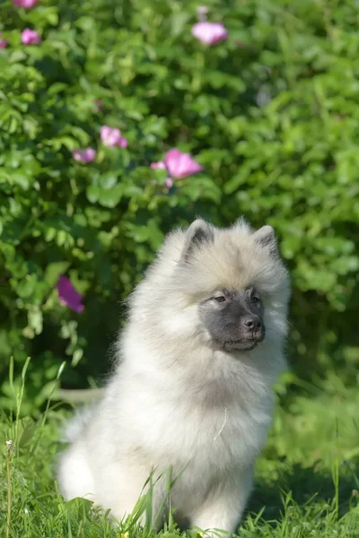 Yaz aylarında mutlu keeshond wolfspitz köpek yavrusu — Stok fotoğraf