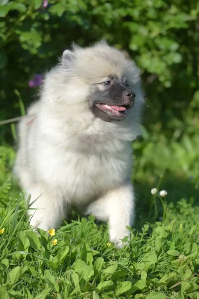 Keeshond wolfspitz valp lycklig på sommaren — Stockfoto