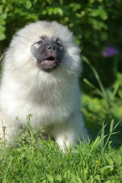 Keeshond wolfspitz štěňátko šťastné v létě — Stock fotografie