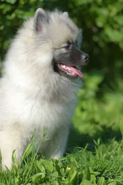 Keeshond Converse puppy gelukkig in de zomer — Stockfoto