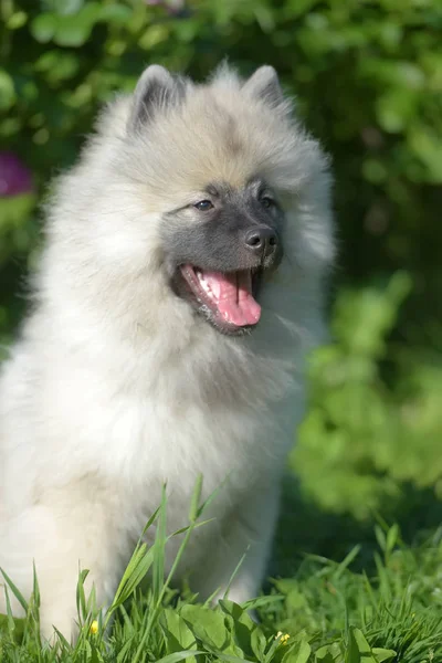 Keeshond wolfspitz щенок счастлив летом — стоковое фото