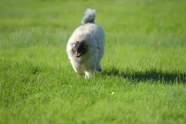 Keeshond wolfspitz welpe läuft — Stockfoto