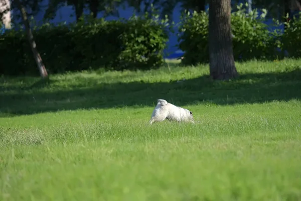 Keeshond Converse puppy running — Stockfoto