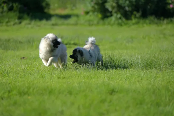 Dois keeshond wolfspitz cachorro correndo — Fotografia de Stock