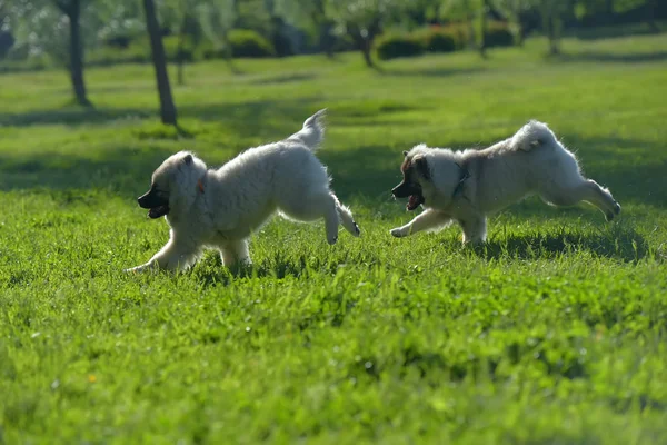 Çalışan iki keeshond wolfspitz köpek yavrusu — Stok fotoğraf