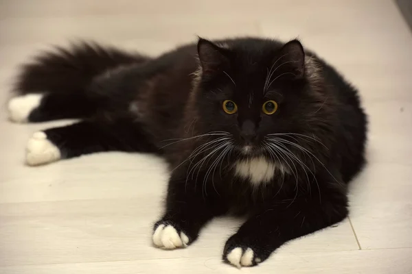 Preto e branco bonito elegante fofo gato — Fotografia de Stock