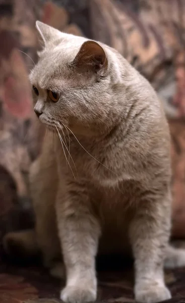 Kahverengi üzerinde gri İngiliz kedi — Stok fotoğraf