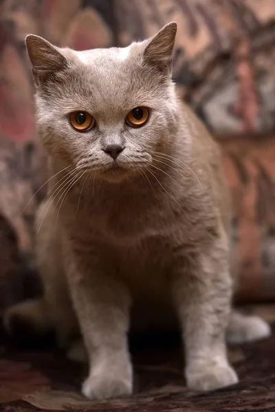 Gray british cat on a brown — Stock Photo, Image